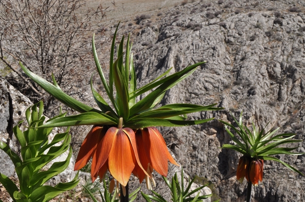 Foto - Ters laleler fotoğrafçıların rotası oldu