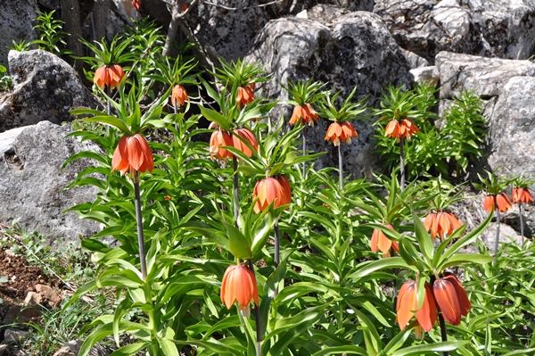 Foto - Ters laleler fotoğrafçıların rotası oldu