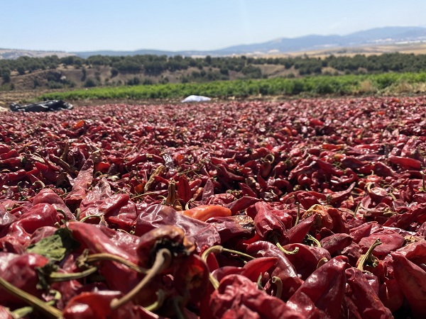 Foto - Tescilli biberde hasat zamanı