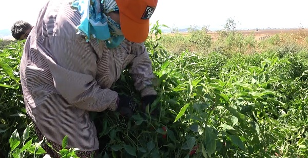 Foto - Tescilli biberde hasat zamanı