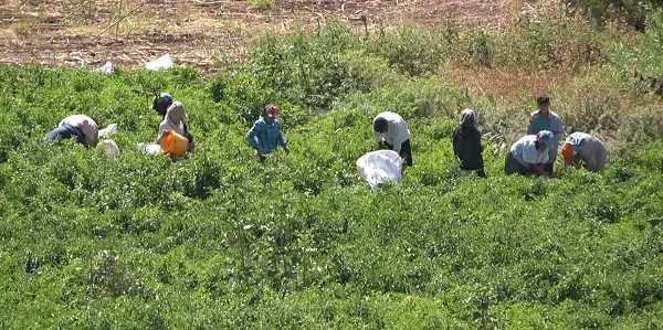 Foto - Tescilli biberde hasat zamanı