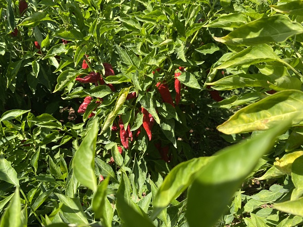 Foto - Tescilli biberde hasat zamanı