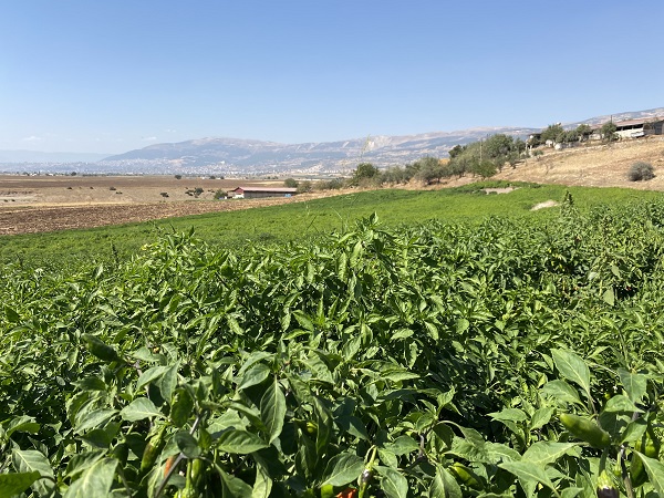 Foto - Tescilli biberde hasat zamanı