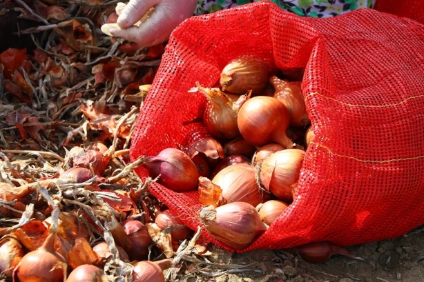 Foto - Tescilli soğanda 3 bin ton rekolte bekleniyor
