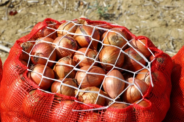 Foto - Tescilli soğanda 3 bin ton rekolte bekleniyor