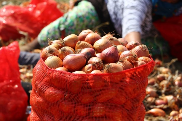 Tescilli soğanda 3 bin ton rekolte bekleniyor