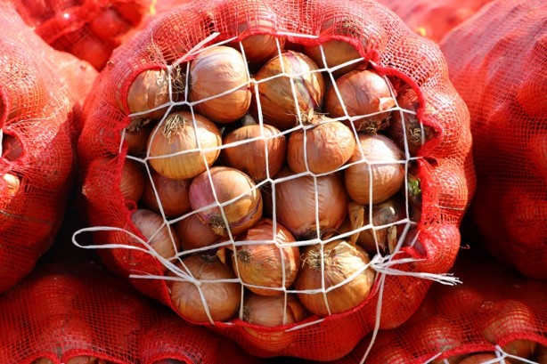 Foto - Tescilli soğanda 3 bin ton rekolte bekleniyor