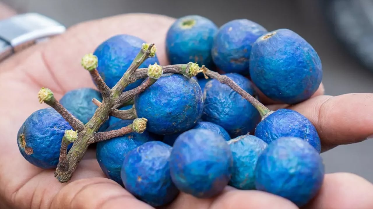 Tescilli süper meyve güzelleştiriyor! Faydalı formül sonucunda: Parlama ve gençlik ışıltısı sağlıyor