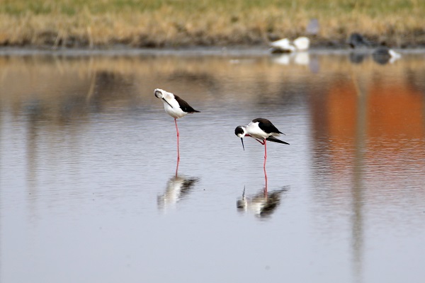 Foto - Tespit edilen kuş türlerine yenisi eklendi