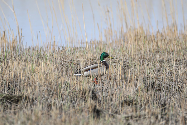 Foto - Tespit edilen kuş türlerine yenisi eklendi