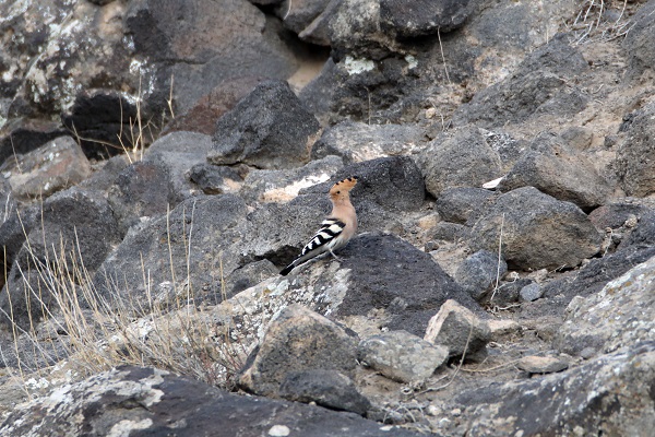 Foto - Tespit edilen kuş türlerine yenisi eklendi