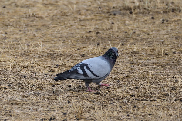Foto - Tespit edilen kuş türlerine yenisi eklendi