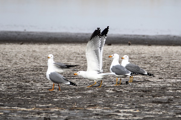 Foto - Tespit edilen kuş türlerine yenisi eklendi
