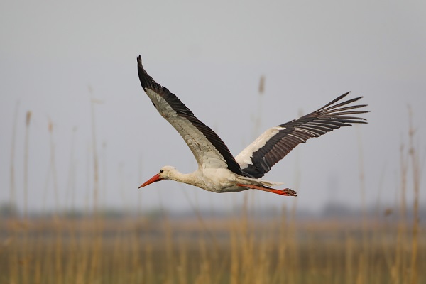 Foto - Tespit edilen kuş türlerine yenisi eklendi