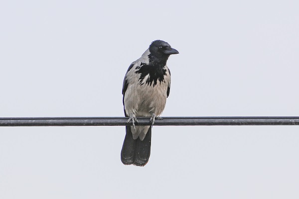 Foto - Tespit edilen kuş türlerine yenisi eklendi