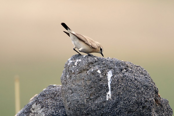 Foto - Tespit edilen kuş türlerine yenisi eklendi