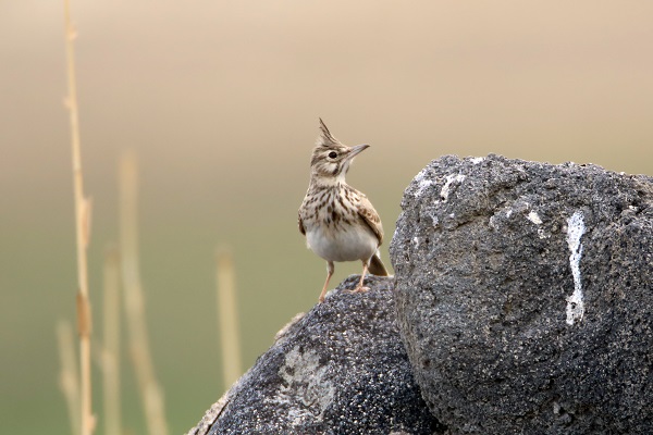 Foto - Tespit edilen kuş türlerine yenisi eklendi