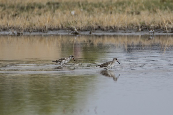 Foto - Tespit edilen kuş türlerine yenisi eklendi