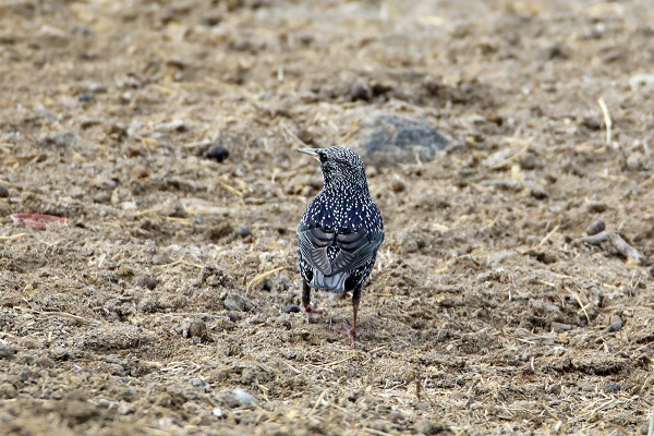 Foto - Tespit edilen kuş türlerine yenisi eklendi