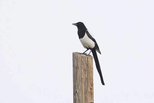 Foto - Tespit edilen kuş türlerine yenisi eklendi
