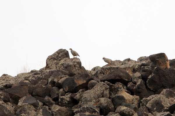 Foto - Tespit edilen kuş türlerine yenisi eklendi