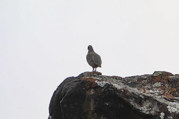 Foto - Tespit edilen kuş türlerine yenisi eklendi