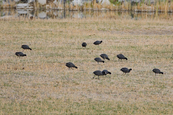 Foto - Tespit edilen kuş türlerine yenisi eklendi