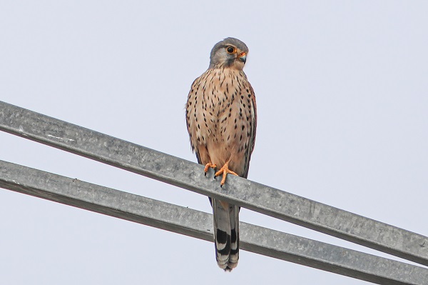 Foto - Tespit edilen kuş türlerine yenisi eklendi