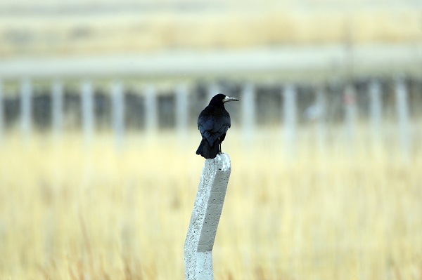 Foto - Tespit edilen kuş türlerine yenisi eklendi