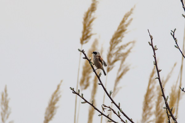 Foto - Tespit edilen kuş türlerine yenisi eklendi
