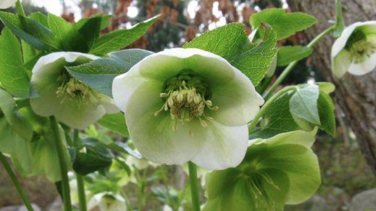 Teşvik edici olabilir mi? Harekete geçirdi... Balsam otu bitkisinin faydaları nelerdir?