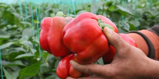 Foto - Tezgah tezgah gezip etiket incelemeye son! Sebze-meyve fiyatlarında şok eden gelişme! Pazar arabaları ağzına kadar dolacak