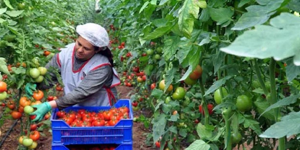 Foto - Tezgah tezgah gezip etiket incelemeye son! Sebze-meyve fiyatlarında şok eden gelişme! Pazar arabaları ağzına kadar dolacak