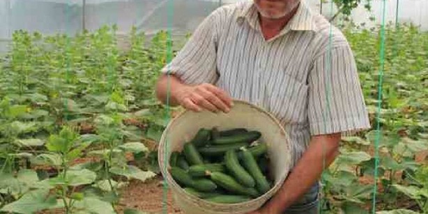 Foto - Tezgah tezgah gezip etiket incelemeye son! Sebze-meyve fiyatlarında şok eden gelişme! Pazar arabaları ağzına kadar dolacak