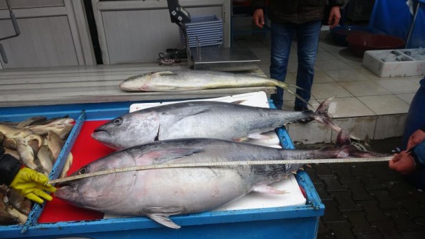Foto - Tezgahtaki balığı gören dönüp bir daha baktı!