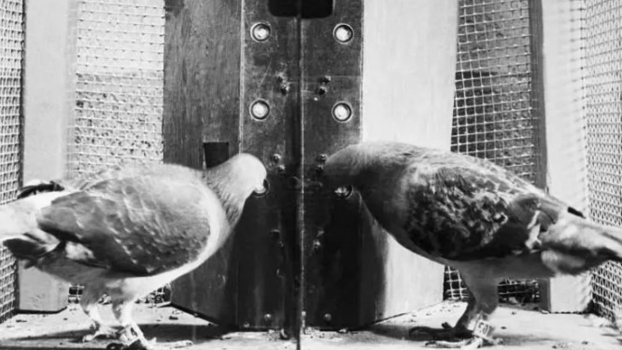 Foto - THE Guardian'dan Avrupalı liderlere ağır sözler: 'Kuş beyinliler' 