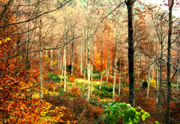 Foto - The Guardian Türkiye’yi niçin övdü?