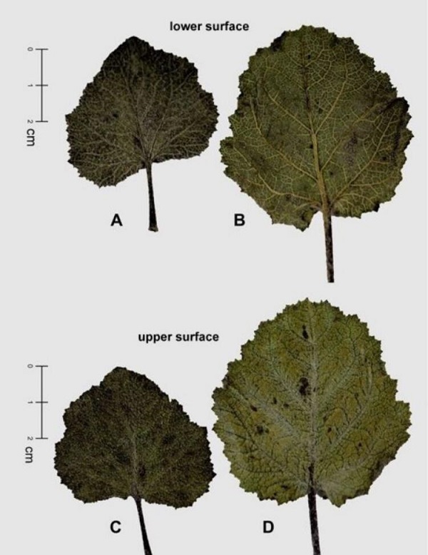 Foto - Tıbbi özelliği çok yüksek! Yeni bir tür tespit edildi