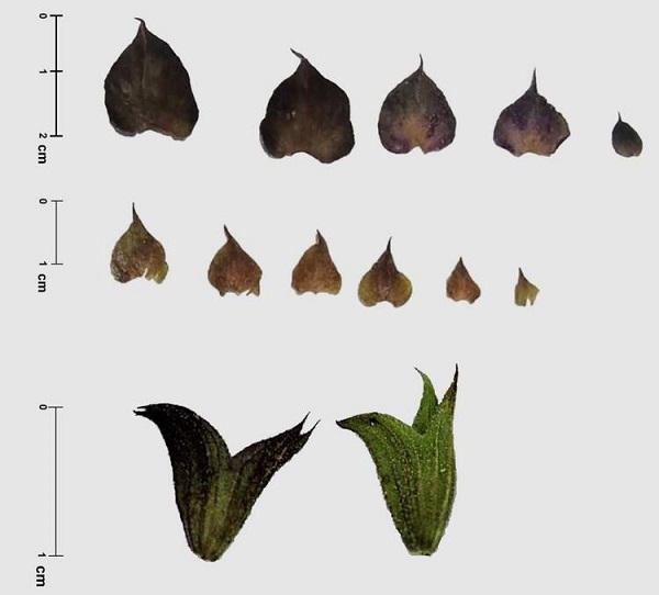 Foto - Tıbbi özelliği çok yüksek! Yeni bir tür tespit edildi