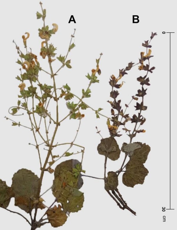 Foto - Tıbbi özelliği çok yüksek! Yeni bir tür tespit edildi