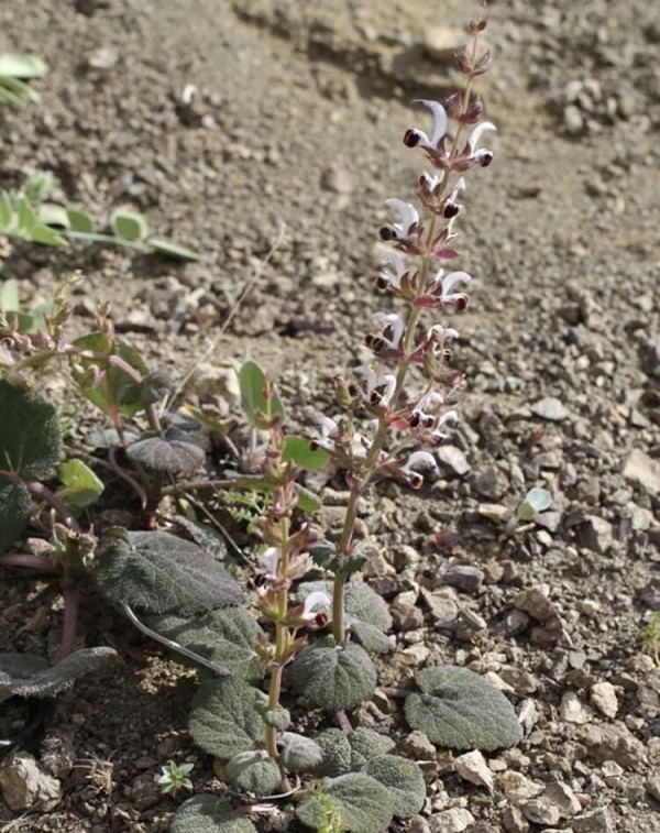 Foto - Tıbbi özelliği çok yüksek! Yeni bir tür tespit edildi
