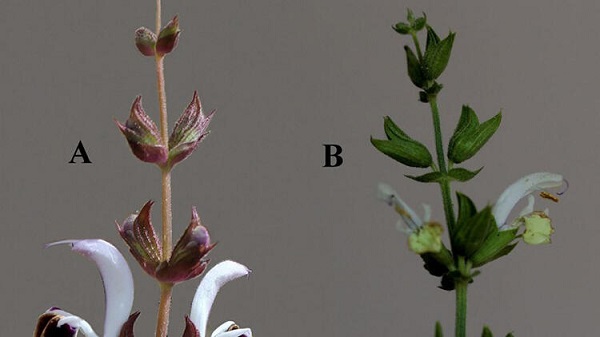 Foto - Tıbbi özelliği çok yüksek! Yeni bir tür tespit edildi