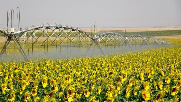 Foto - TİGEM-Ceylanpınar Sulama Projesi yarın hayata geçiriliyor