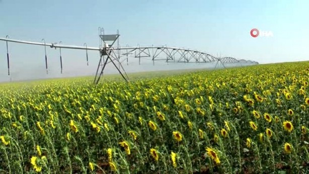 Foto - TİGEM-Ceylanpınar Sulama Projesi yarın hayata geçiriliyor