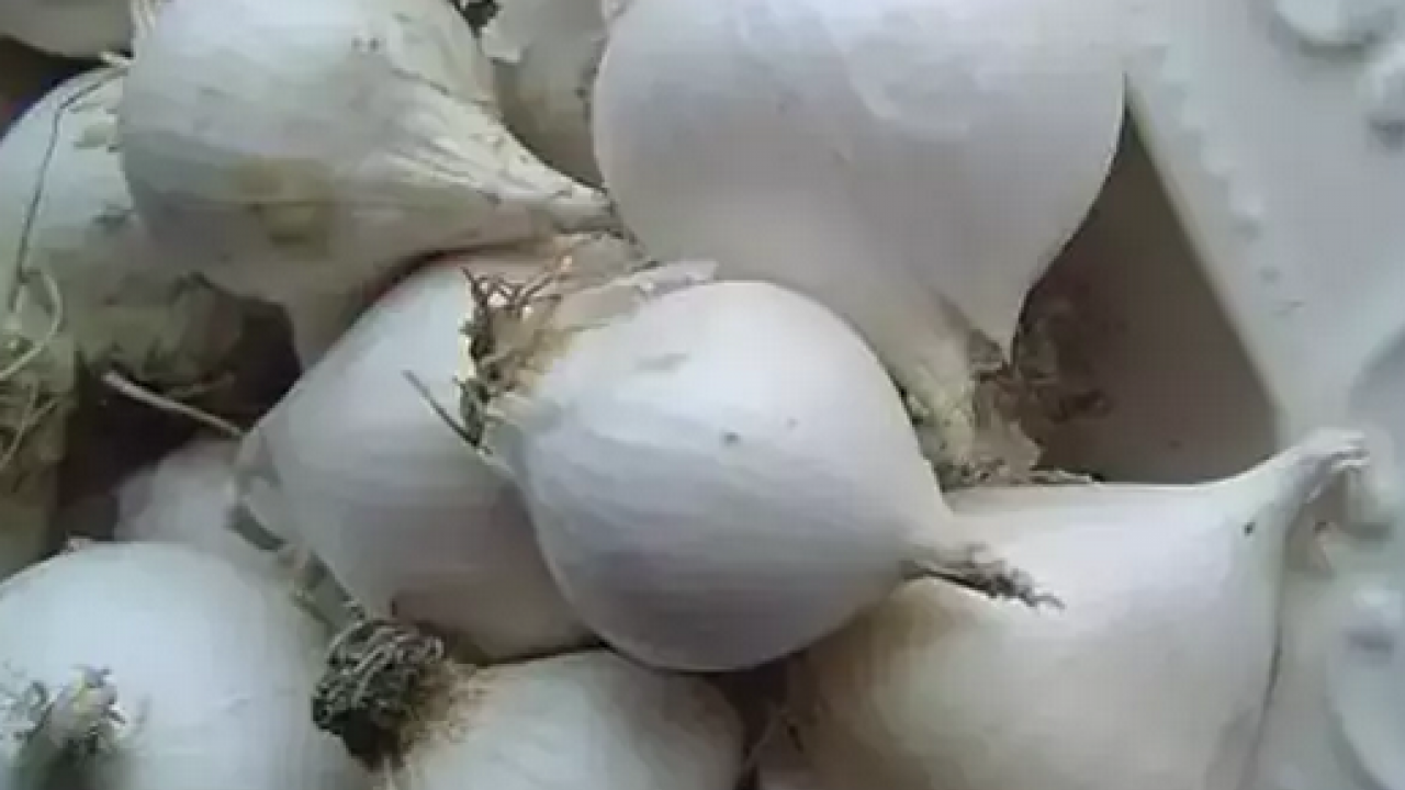 Foto - Tıkanmış damarlara anjiyo etkisi yapıyor! Kilo kilo alıp yıl boyu tüketin: Yemeklere kaşık kaşık ekleyin 