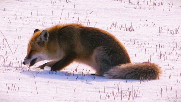 Foto - Tilkinin fare avı görüntülendi