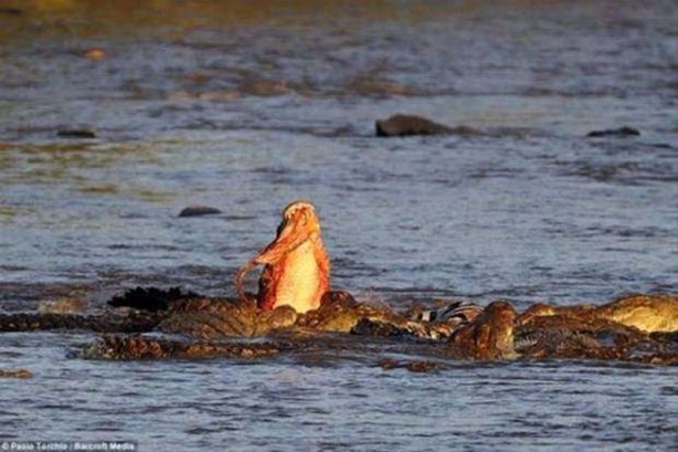 Foto - Timsah avını paramparça etti