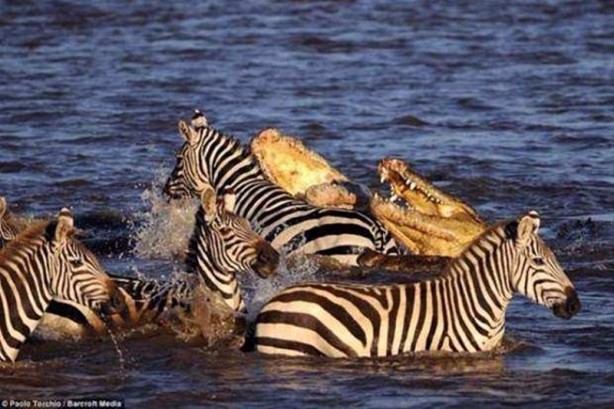 Foto - Timsah avını paramparça etti