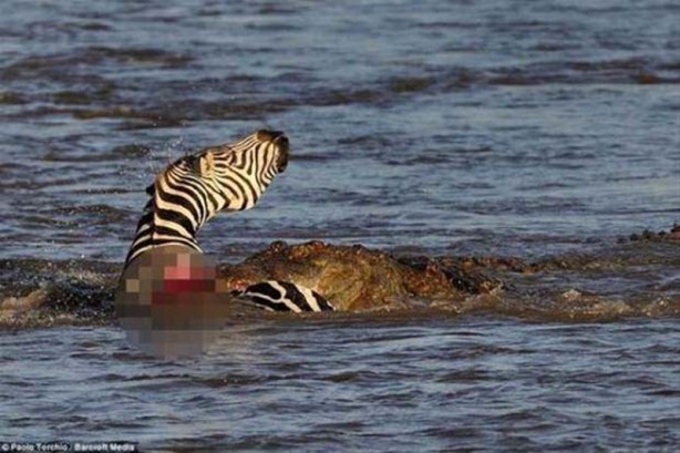 Foto - Timsah avını paramparça etti