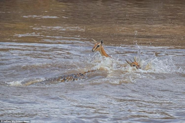 Foto - Timsah avının peşini bırakmadı!